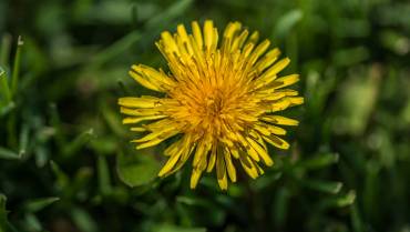 Weed Control: More Prevention, Less Chemicals